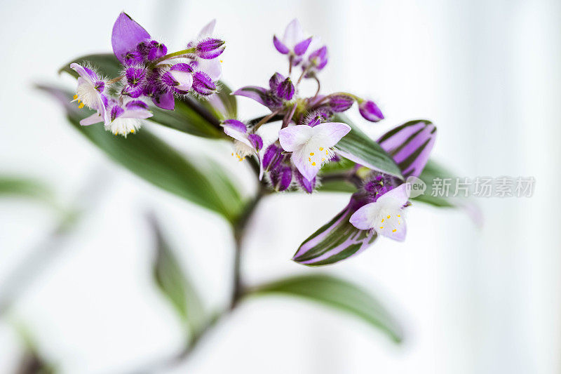 Tradescantia Nanouk室内植物在粉红色的花朵库存照片